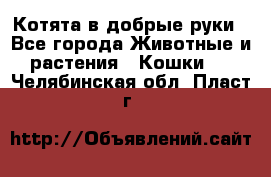 Котята в добрые руки - Все города Животные и растения » Кошки   . Челябинская обл.,Пласт г.